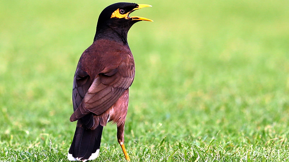 A thirsty myna perching along the grass at a stdium in Mirpur, Dhaka on 17 April 2019. Photo: Shamsul Haque