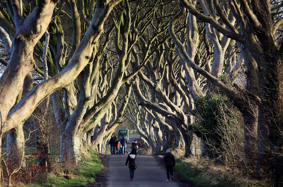 In this file photo taken on 29 January 2016 People walk along the Dark Hedges tree tunnel, which was featured in the TV series Game of Thrones, near Ballymoney in County Antrim, Northern Ireland. Photo: AFP