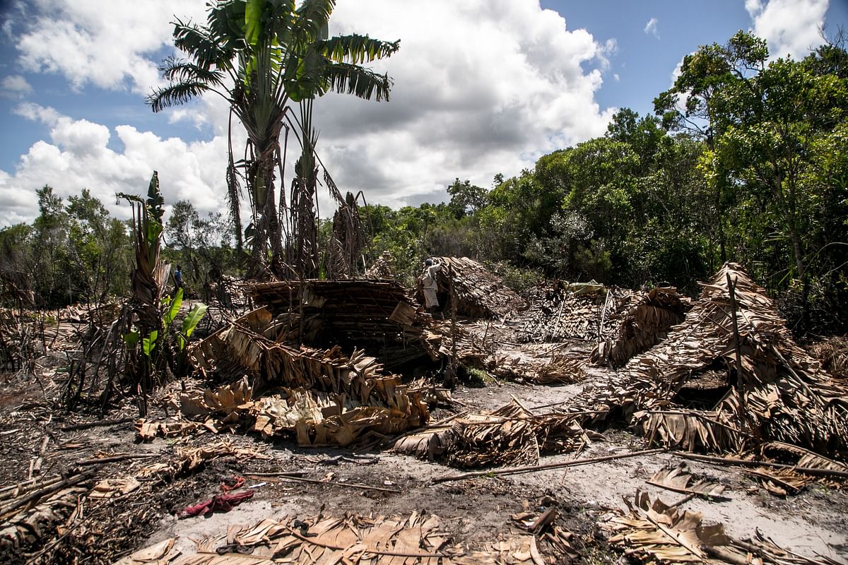 While illegal loggers are absent, forest guides armed with paddles or bows and arrows take the opportunity to inspect and destroy their makeshift village, consisting of about twenty huts, in the heart of the Vohibola forest near the village of Manambato, Madagascar, on 24 March 2019. This action helps to frighten and warn poachers of precious woods. The lemurs of the Vohibola forest are in danger of extinction since the Vohibola Forest, one of the last primary forests in eastern Madagascar, has been illegally felled for charcoal production and the sale of rare wood for several years. Some kill the harmless creatures for food, others sell them as pets -- and to get to their prey, they chop down precious tropical trees. Photo: AFP