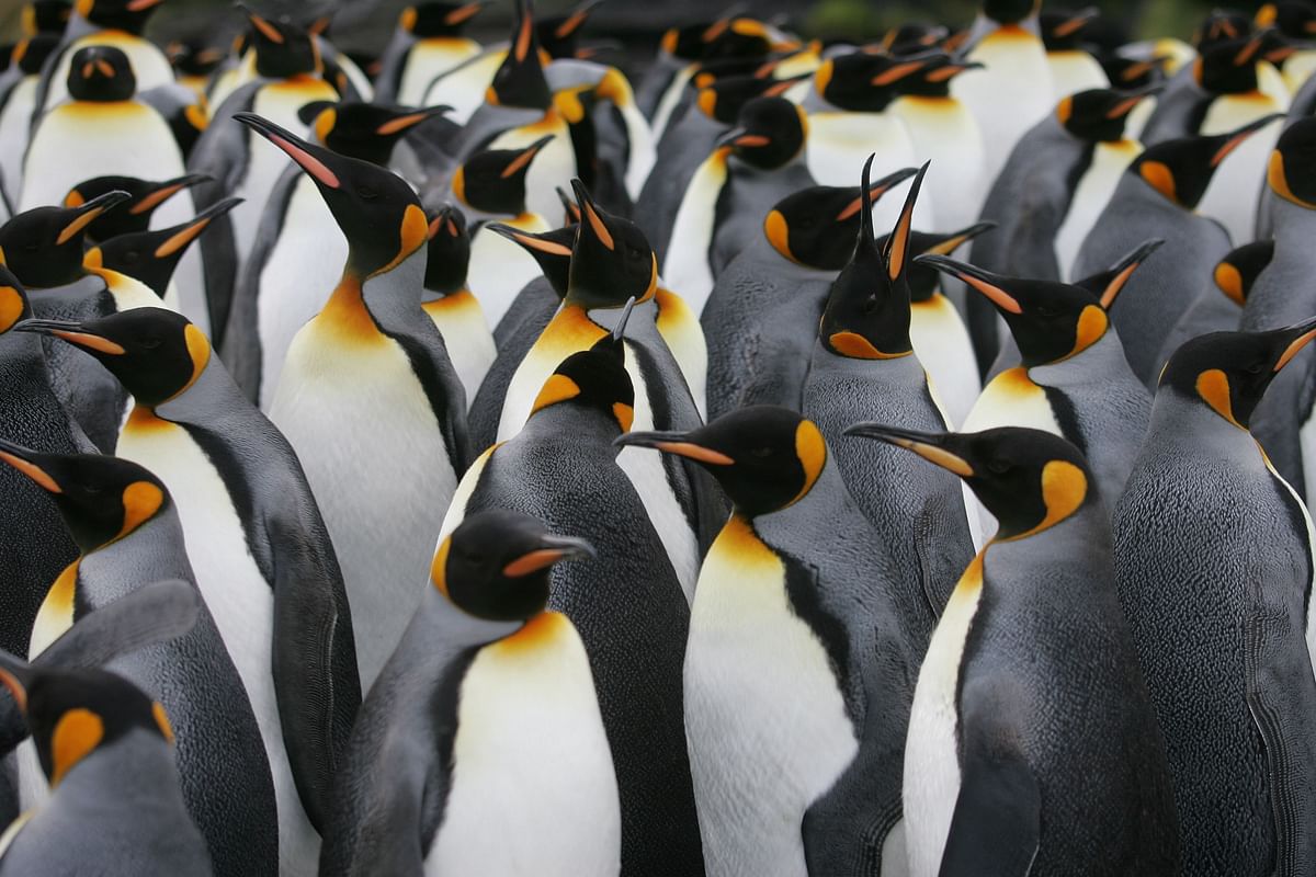 A colony of King penguins is pictured on Possession Island in the Crozet archipelago in the Austral seas. AFP File Photo