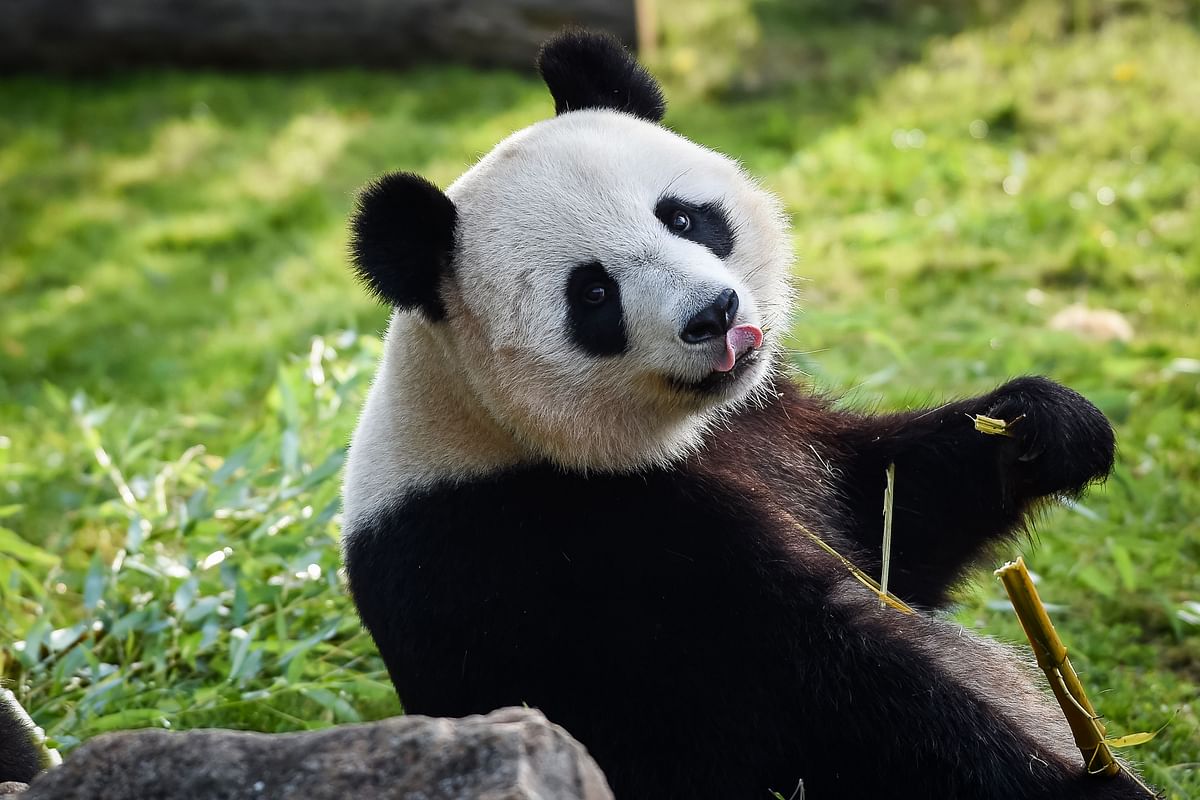 In this file photo taken on 1 August 2018, female panda Huan Huan eats bamboo inside her enclosure at the Beauval Zoo in Saint-Aignan-sur-Cher, central France. Photo: AFP