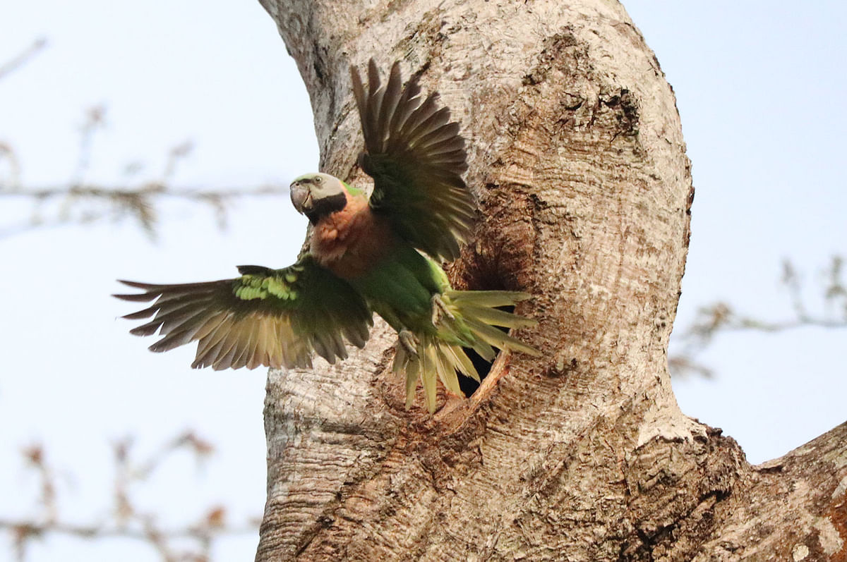 A parrot takes a flight from its nest at an agriculture research centre in Khagrachhari on 30 April. Photo: Nerob Chowdhury