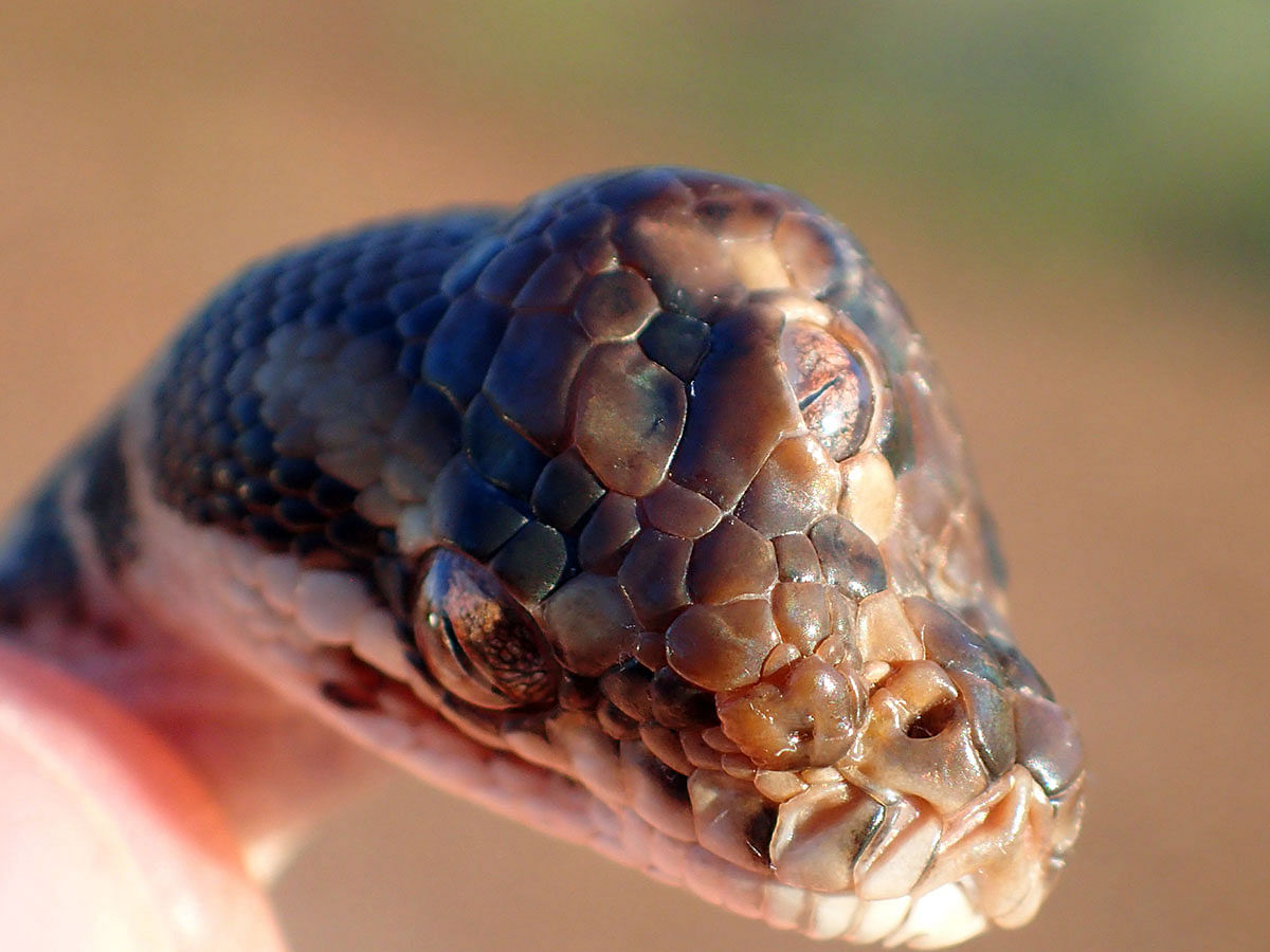 This handout picture taken on 27 March 2019 and received from the Northern Territory Parks and Wildlife on 3 May 2019 shows a three-eyed snake after a ranger found it on the Arnhem highway near the town of Humpty Doo outside Darwin in the Northern Territory. Photo: AFP