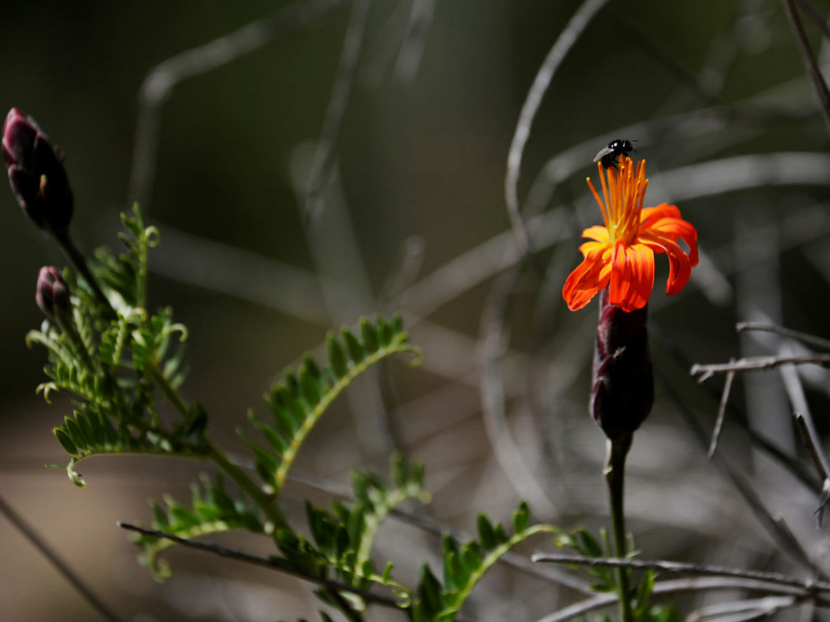 An insect on the flower is seen at the Auquisamana park on t6he outskirts of La Paz, Bolivia, 29 April 2019. An app challenge has inspired La Paz residents to document biodiversity. Photo: Reuters