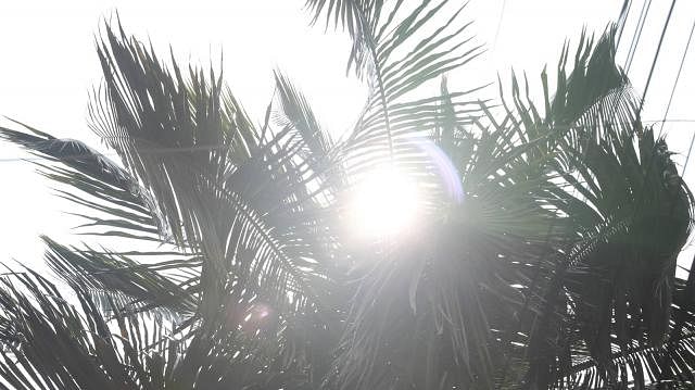 The photo of the sun behind the coconut tree was captured by Abdus Salam at Kakrail, Dhaka on 5 May. Photo: Abdus Salam
