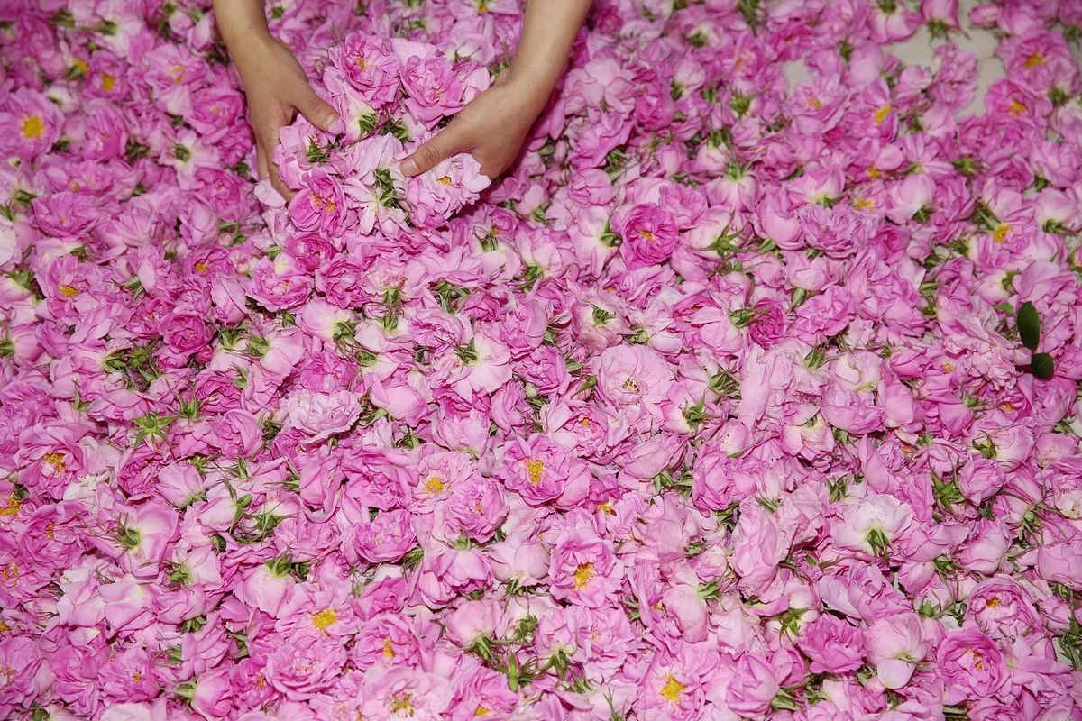This photo taken on 5 May 2019 shows a farmer sorting roses used to make essential oils at a rose plantation in Haian in China`s eastern Jiangsu province. Photo: AFP