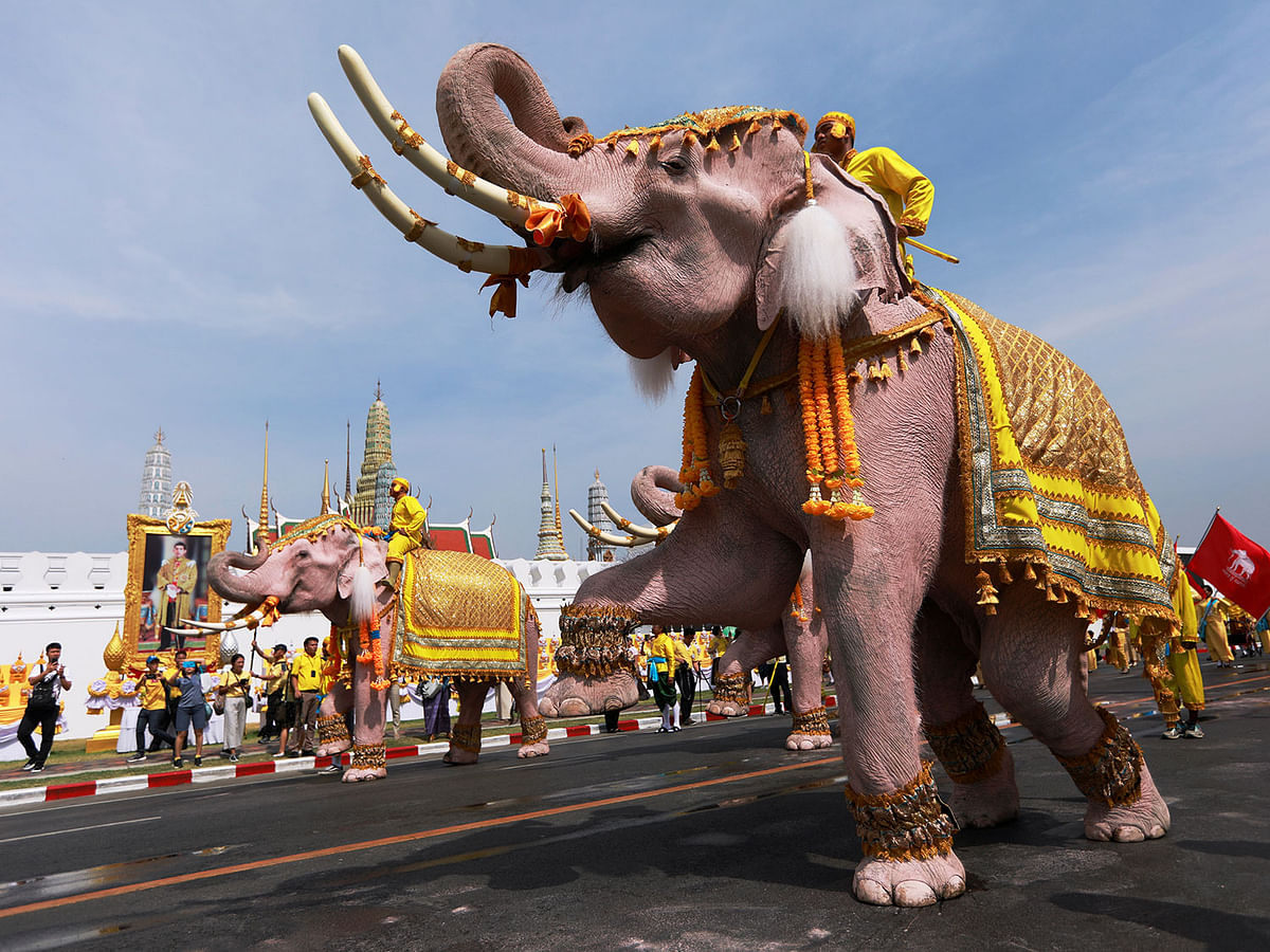 3en elephants from Ayutthaya camp march in procession near the Grand Palace to celebrate Thai King Maha Vajiralongkorn`s coronation, in Bangkok, Thailand on 7 May 2019. Photo: Reuters