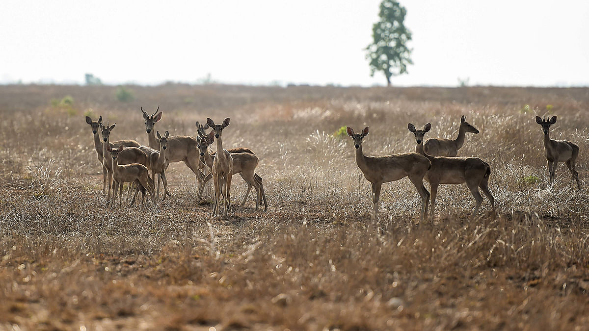This photo taken on 6 May 2019 shows Eld`s deer roaming in the Shwe Settaw nature reserve in Magway region. A herd of endangered deer wait in the shade of one of the sparse trees punctuating the parched landscape in Myanmar, watching rangers dispatch water to keep them alive - funded by well-wishers from across the country. Photo: AFP