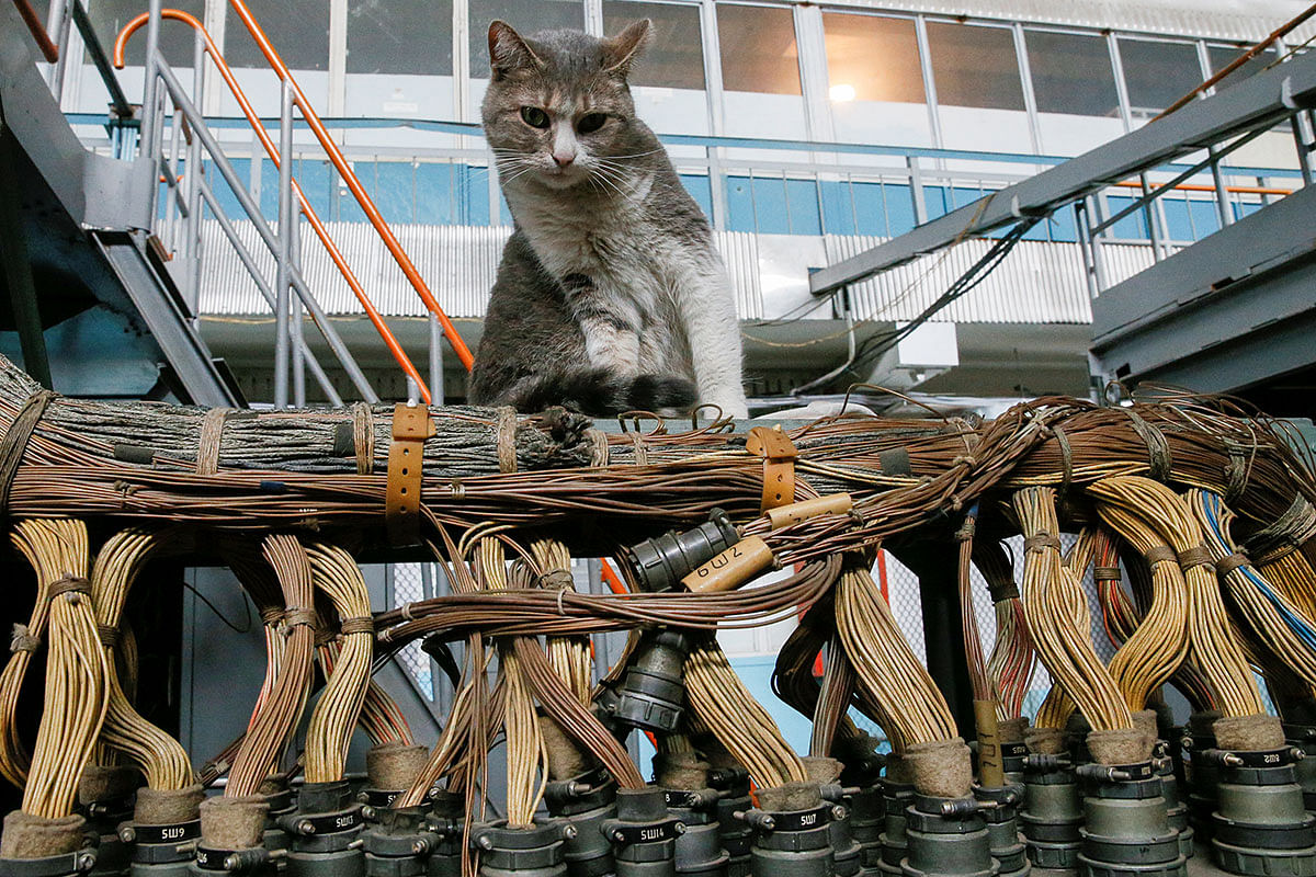 A cat sits inside a flight test facility at the Antonov aircraft plant in Kiev, Ukraine on 15 May 2019. Photo: Reuters