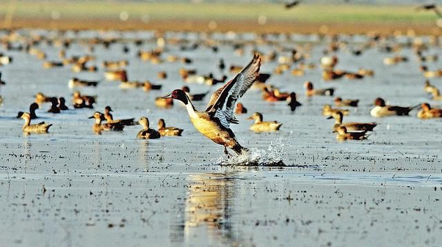 Migratory birds in a beel of Tanguar Haor on 20 January, 2019. Photo: ABM Sarwar Alam