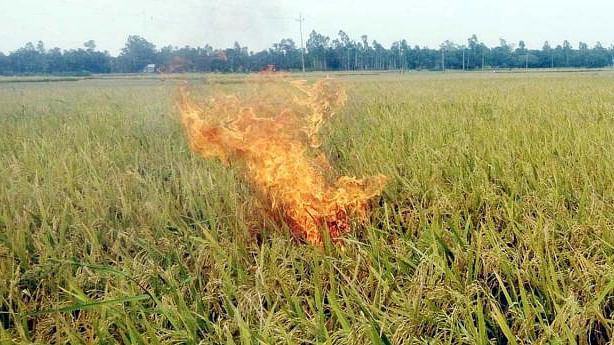Tangail farmer Abdul Malek Shikder set his Boro paddy field on fire protesting the price fall. File Photo