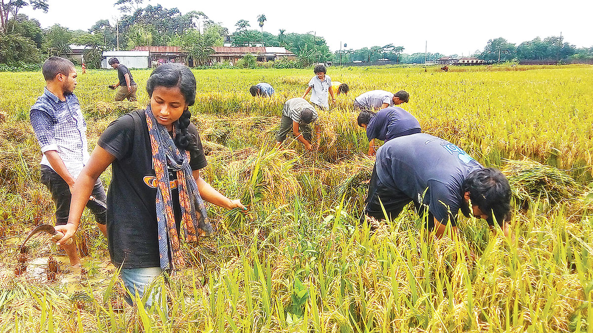 Students work in the rice fields, showing solidarity with farmers who fail to get fair prices for their crops