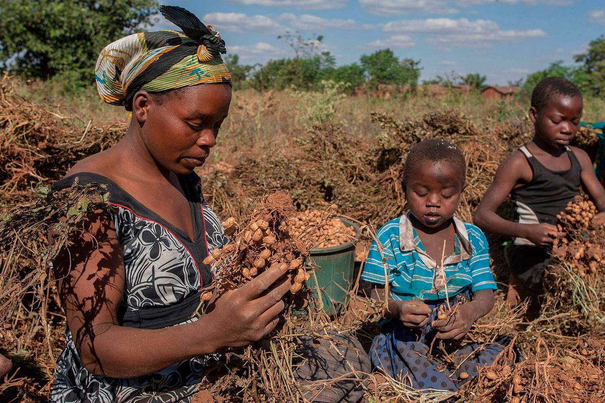 Women and children harvest groundnuts 16 May, 2019 at John Village neighbouring Malembo Village in the Traditional Authority (TA) Khongoni in Lilongwe District of Malawi. Photo: AFP