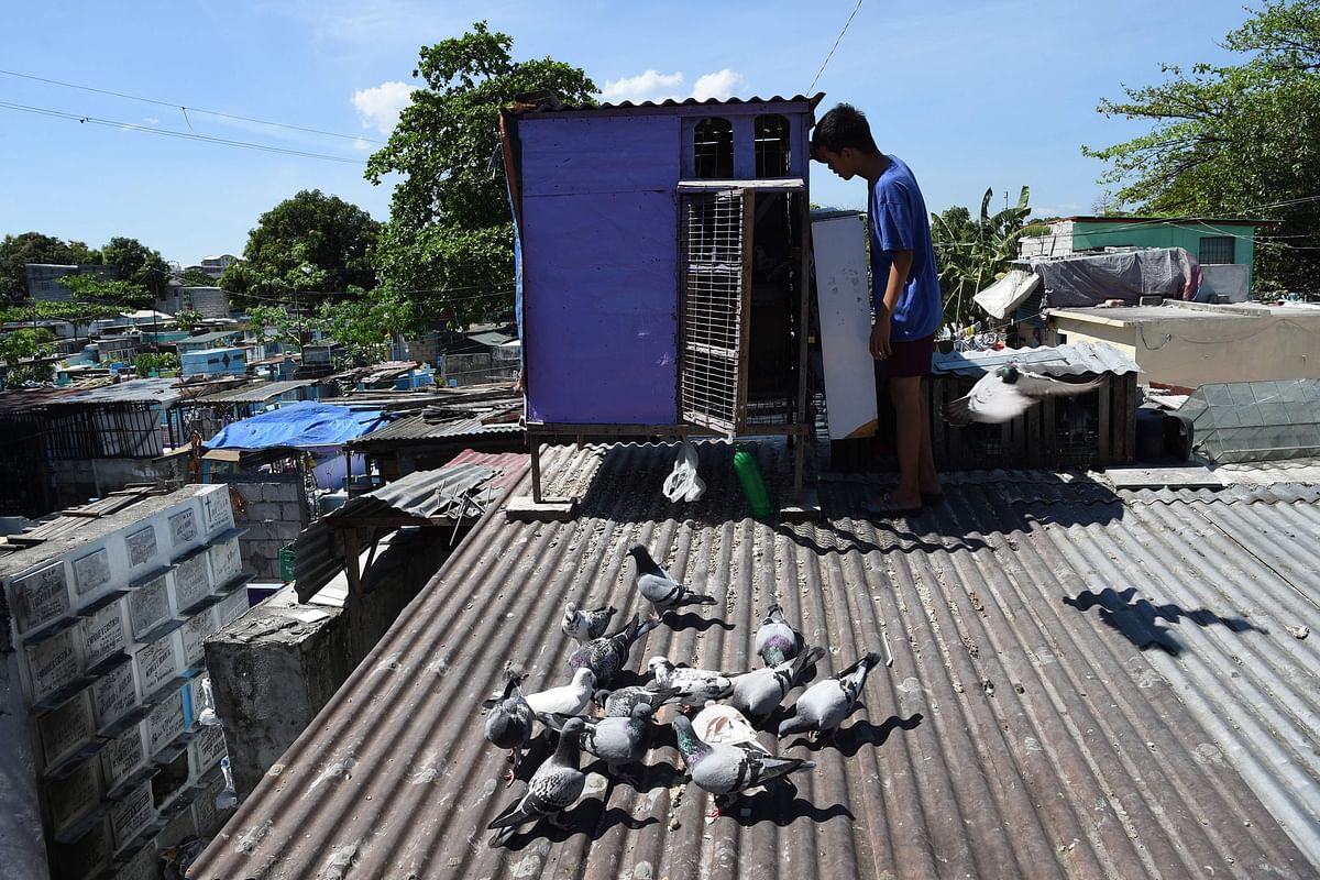 In this photo taken on 2 April 2019, 15-year-old aspiring pigeon fancier Christopher Sibug inspects his pigeons at his home inside a cemetery in Manila. It is a brutal 600-kilometre gauntlet during which competitors face searing heat, wild seas, vicious predators, and the threat of kidnapping. Photo: AFP