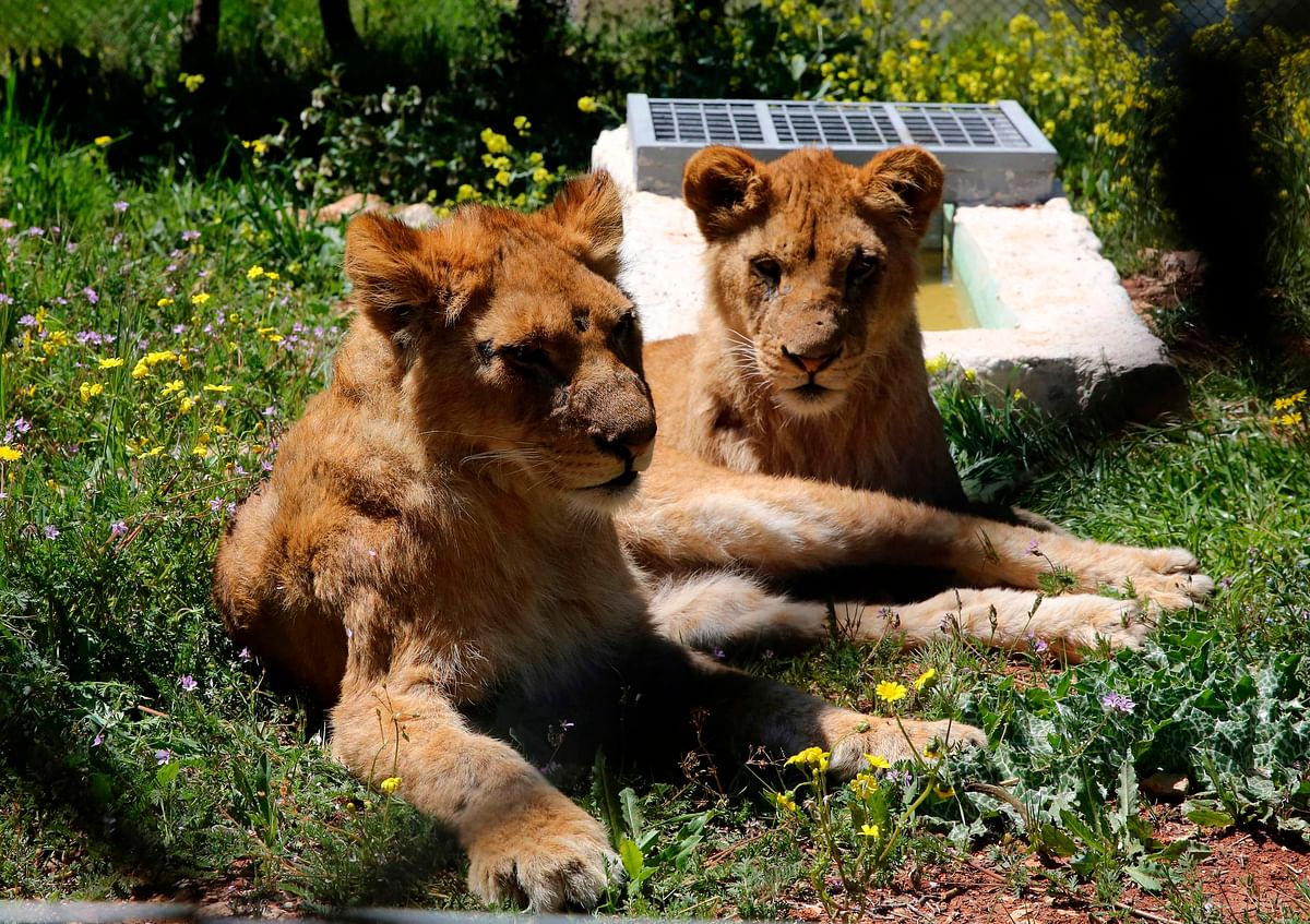 Lionesses rest in an enclosure on 10 April, 2019, at the sanctuary in Jerash, some 50 kilometres north of the Jordanian capital. Photo: AFP