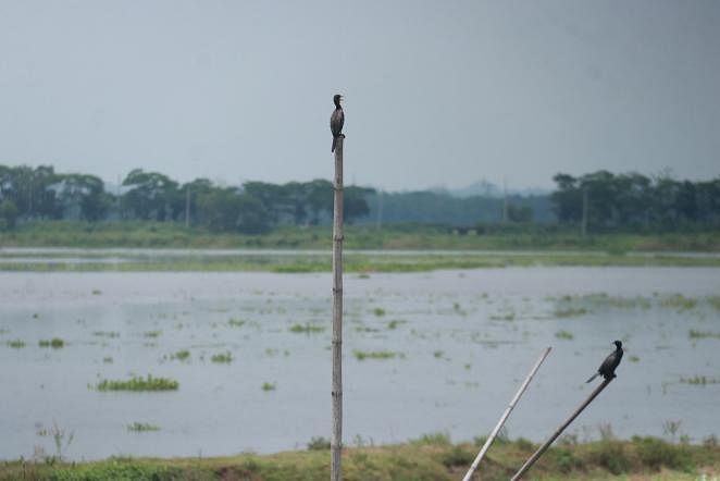 Two cormorants perch on bamboo poles in South Surma, Sylhet on 21 May, 2019. Photo: Anis Mahmud