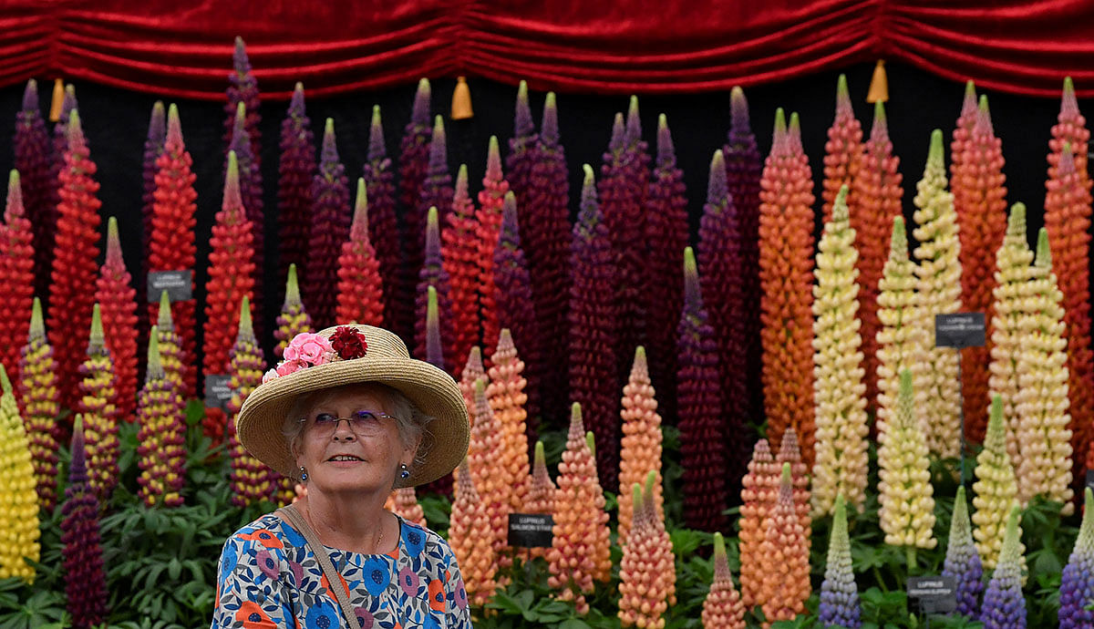 A visitor passes a display of Lupins at the RHS Chelsea Flower Show at the Royal Hospital Chelsea, London, Britain, 20 May, 2019. Photo: Reuters