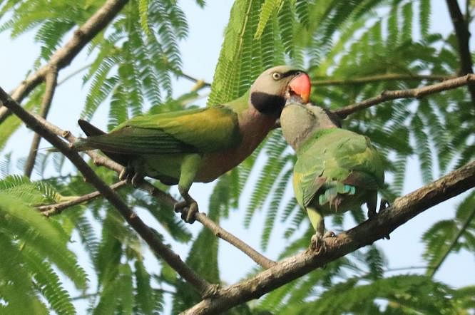 A red breasted parrot feeds its baby in Anandanagar, Khagrachhari on 20 May, 2019. Photo: Neerob Chowdhury