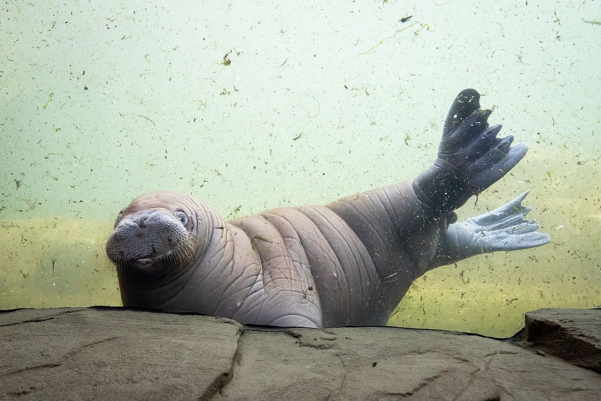 A young walrus swims in his pool during his first outing at the Tierpark Hagenbeck zoo in Hamburg, northern Germany, on 23 May, 2019. Photo: AFP