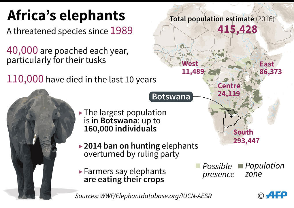 Factfile on Africa’s elephant populations and Botswana’s decision to overturn its hunting banlifted a hunting ban. Photo: AFP  Africa’s elephants still face extinction