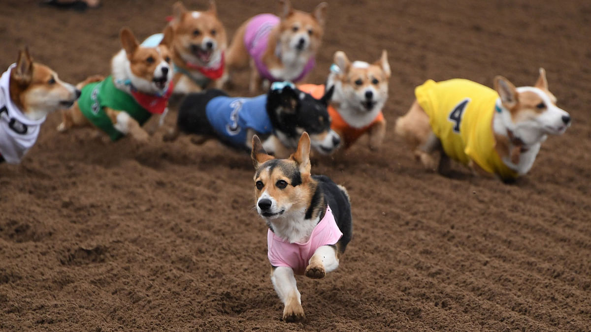 Corgi dogs race during the Southern California `Corgi Nationals` championship at the Santa Anita Horse Racetrack in Arcadia, California, US on 26 May 2019. Photo: AFP