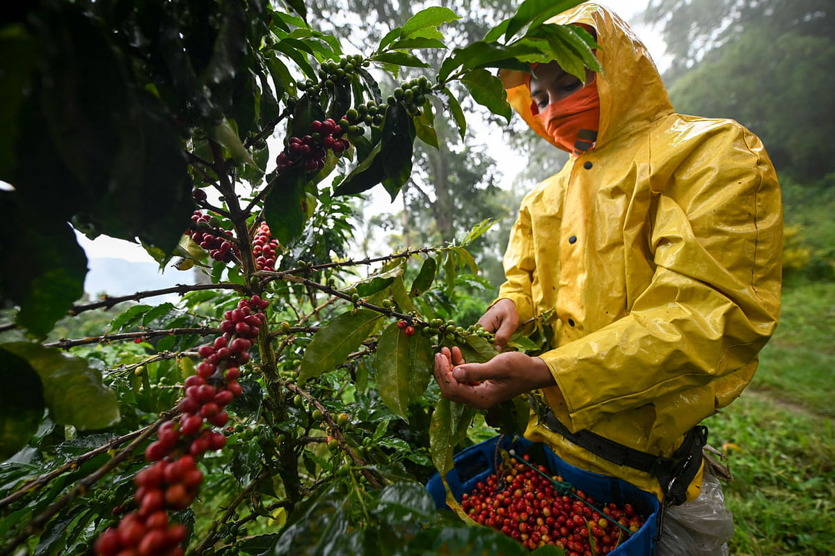 A man harvests coffee in Santuario municipality, Risaralda department, Colombia on 10 May 2019. Photo: AFP