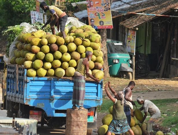 Workers are loading a truck with jackfruit. The national fruit’s price has dropped after first week of May. Dighinala, Khagrachari. 1June. Photo: Polash Barua