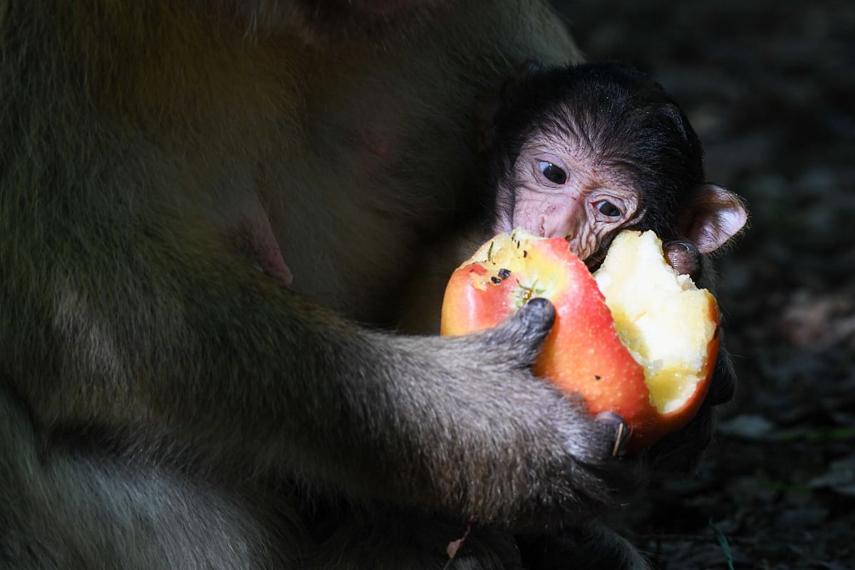 A Barbary ape baby eyes an apple hold by its mother on 2 June, 2019 in Salem, southern Germany. Photo: AFP