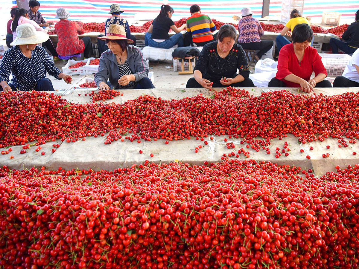 Workers sort cherries at a market in Zibo, Shandong. Photo: Reuters
