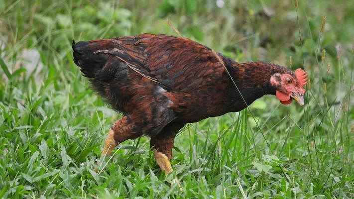 A cock looks for insects at Dighinala Dighi of Khagrachhari on 8 June. Photo: Palash Barua.