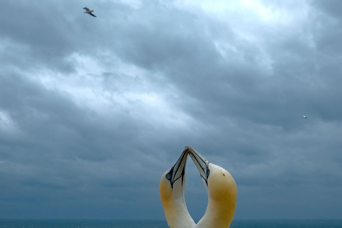 1A picture taken on 8 June 2019 shows gannets on a cliff on the German northern island `Helgoland`. Photo: AFP