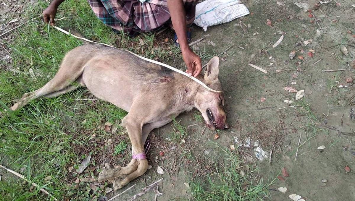 A wolf was beaten in Barguna recently. Photo: Barguna deputy commissioner (DC) Kabir Mahmood.