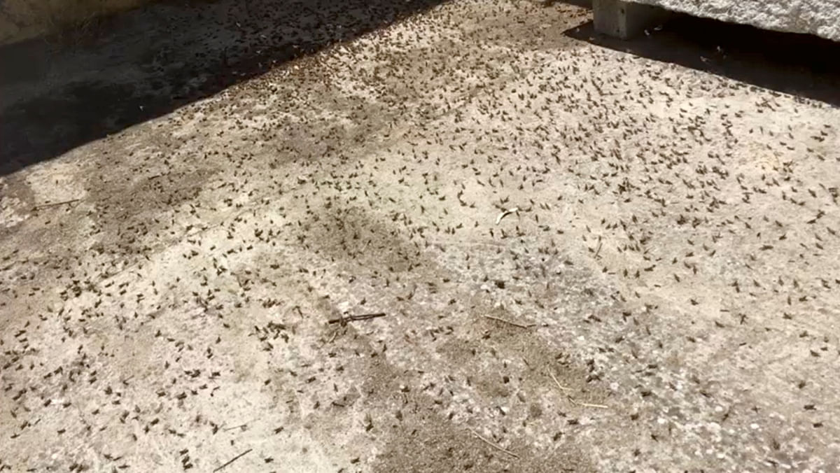 Locusts are seen in Sardinia, Italy in this undated image taken from a video obtained by social media. Photo: Reuters