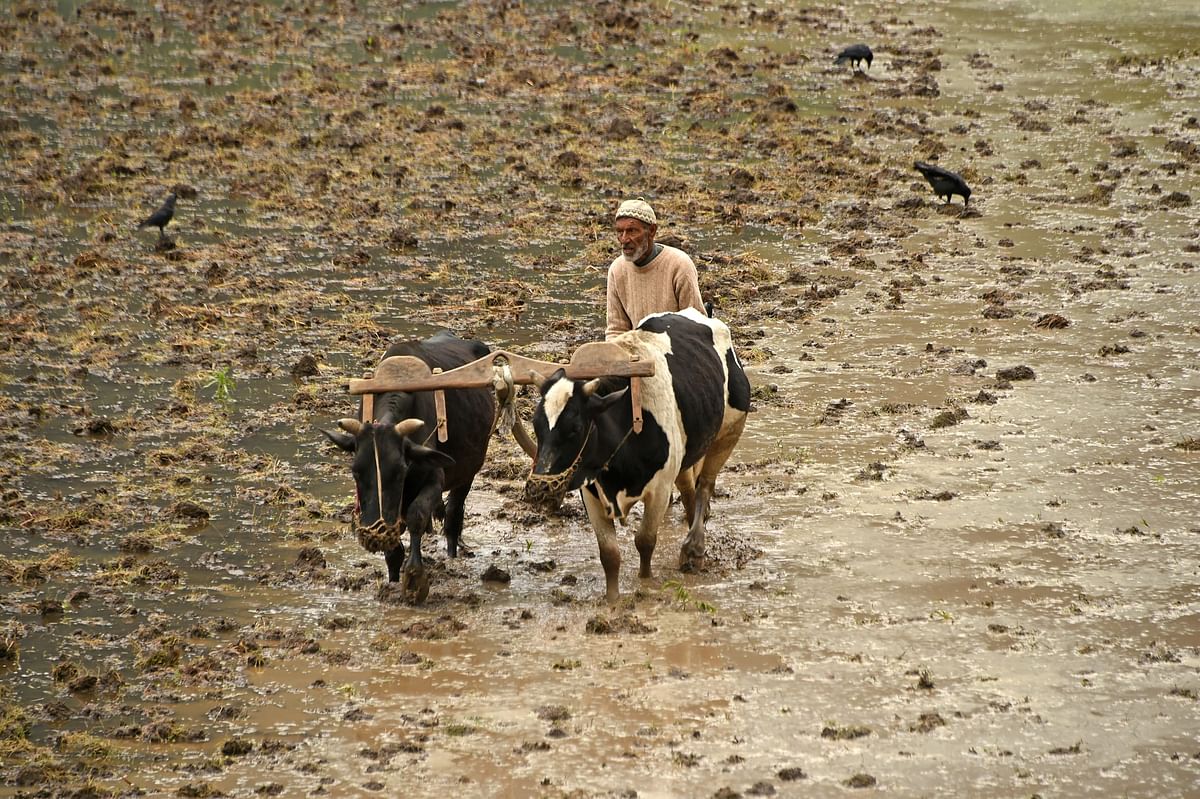 A farmer uses cattle to prepare a paddy field before planting rice seedling in Kangan, some 22 Kms. northeast of Srinagar on 12 June 2019. Photo: AFP