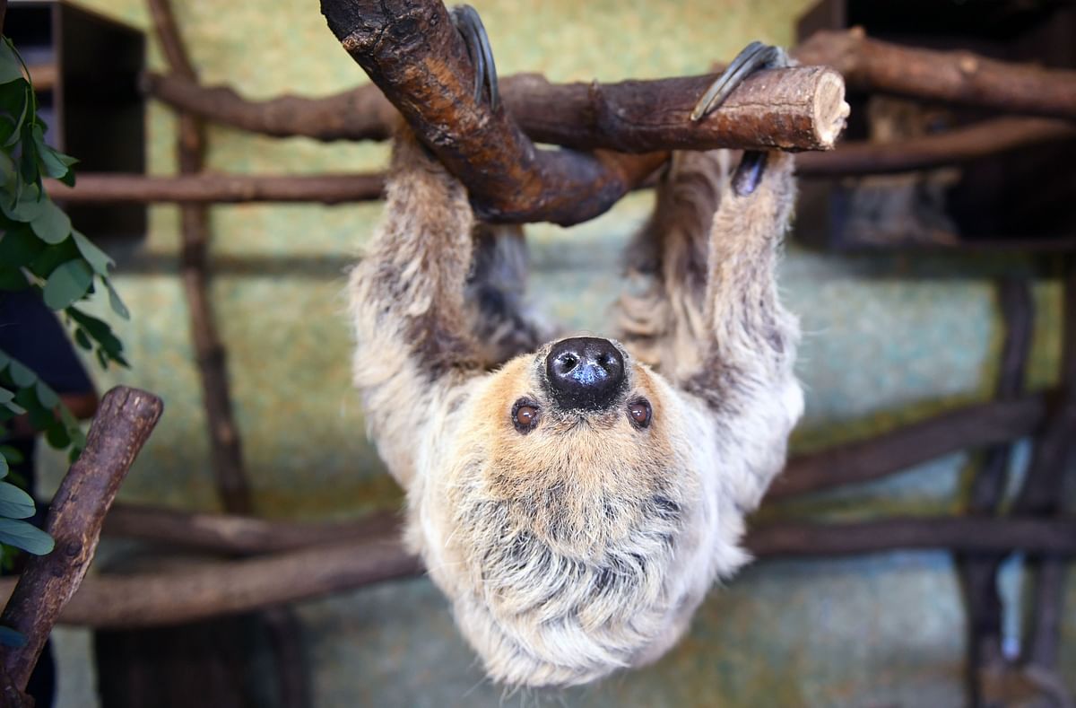 Sloth `Paula` hangs from a branch in her enclosure at the zoo in Halle an der Saale, eastern Germany, on 14 June 2019. The two-toed sloth celebrated her 50th birthday and is, according to the zoo, the oldest sloth of the world. Photo: AFP