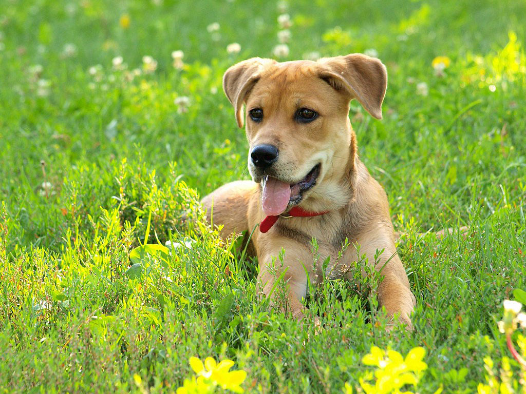 A dog sitting in a field. Photo: Flickr