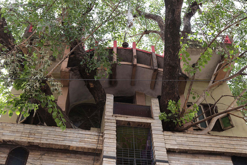 In this photograph taken on 4 June branches of a peepal tree (sacred fig tree) are seen protruding from the Kesharwani family`s house in Jabalpur, in the Indian state of Madhya Pradesh. Photo: AFP
