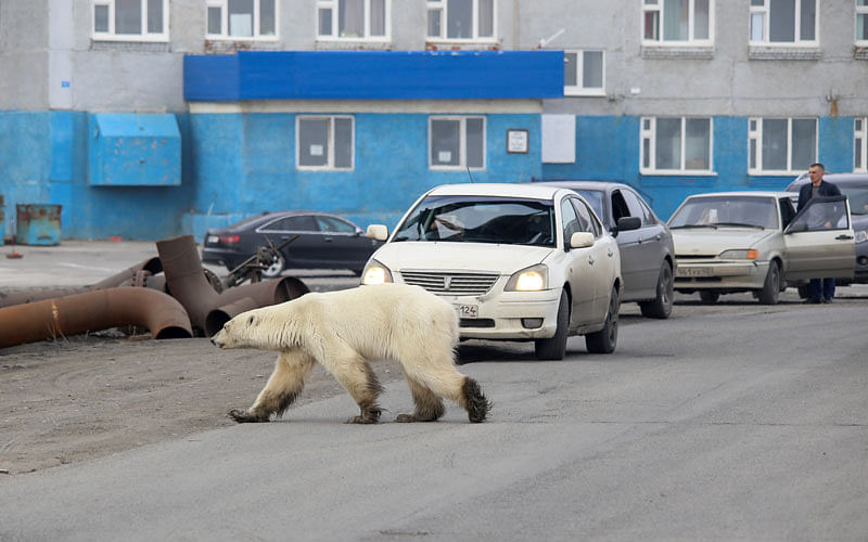 A stray polar bear is seen in the industrial city of Norilsk, Russia on 17 June 17, 2019. Photo: Reuters