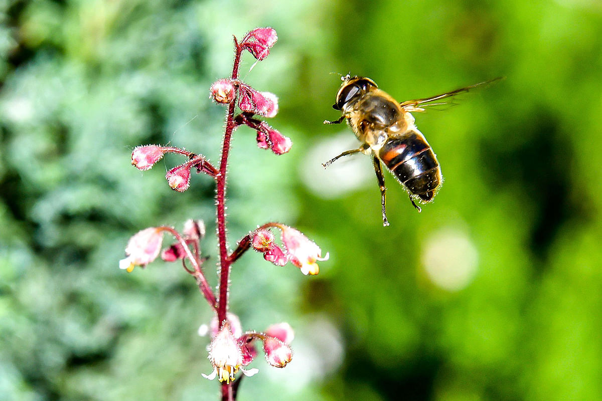 A bee forages a heuchera on 21 June 2019 in Godewaesvelde, north of France. Photo: AFP