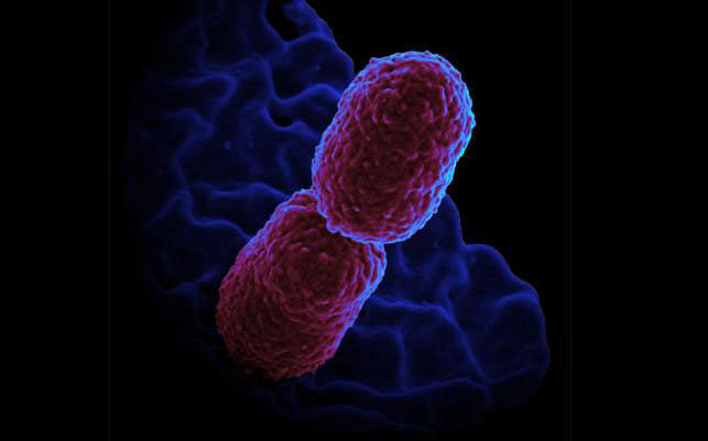 Superbugs can be transmitted to humans via plant foods. File Photo