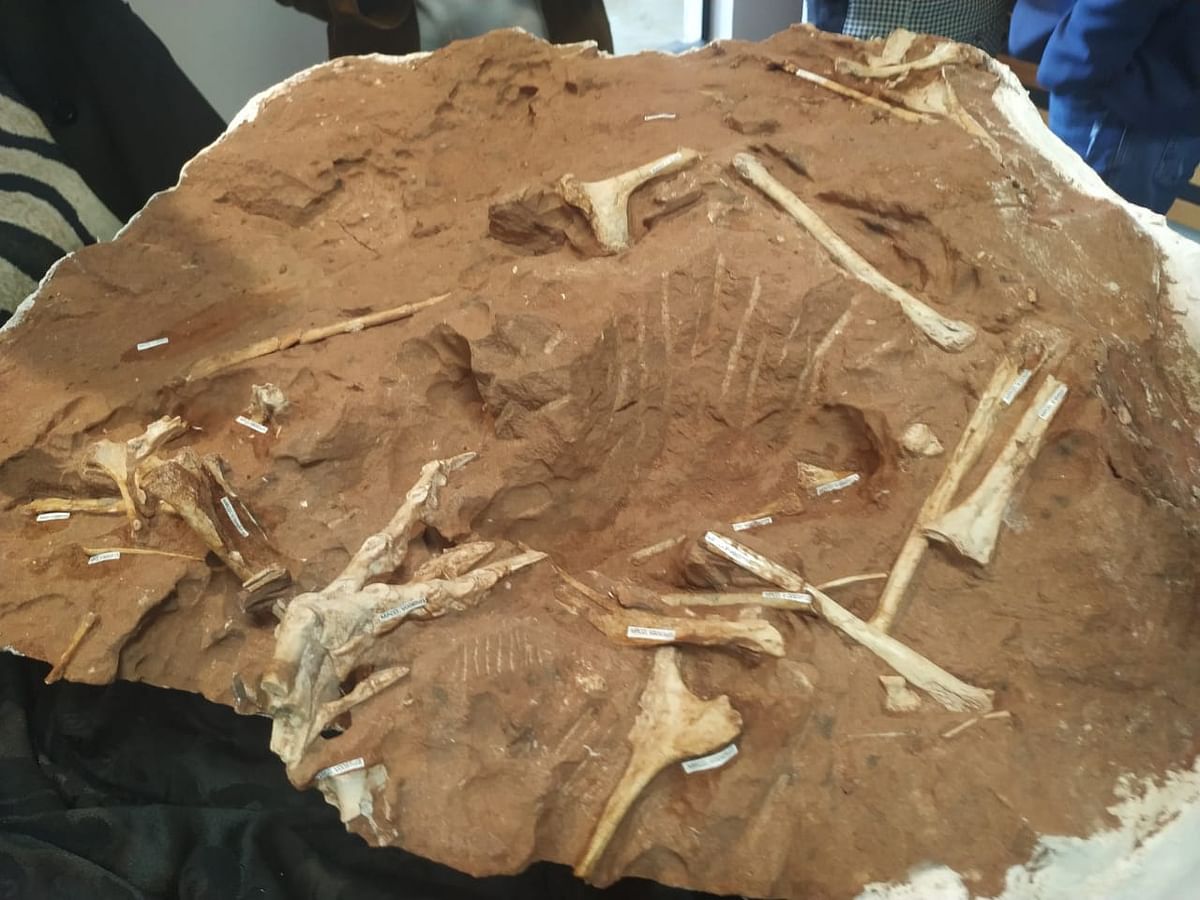 Handout picture released by the communications office of the State University of Maringa (UEM) of the fossilised bones of a dinosaur in Maringa, Parana state, Brazil, on 22 January 2019. Photo: AFP