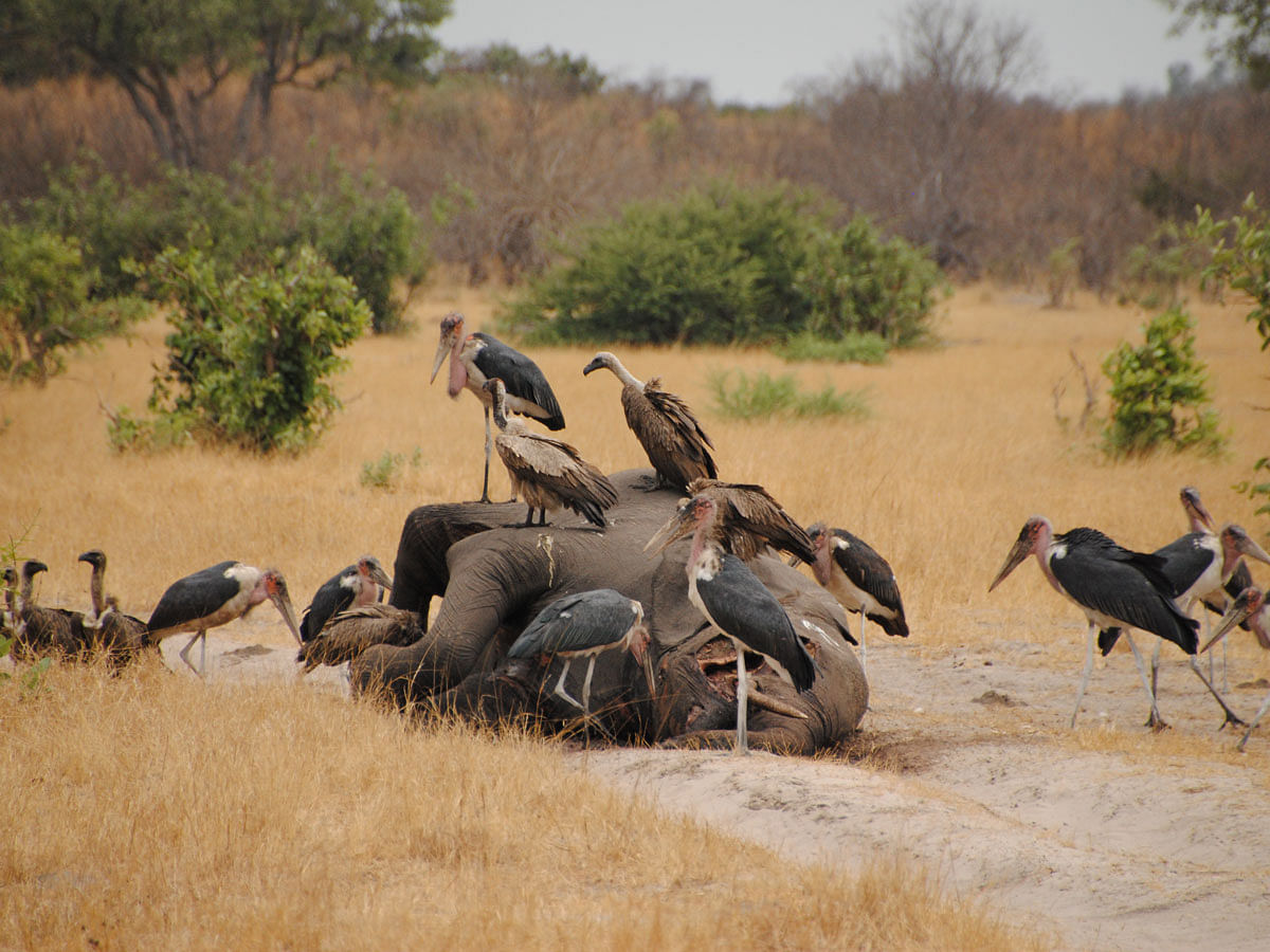 Vultures and other birds over a dead elephant in Botswana. This picture collected from Wikimedia Commons has been used for symbolic purpose.