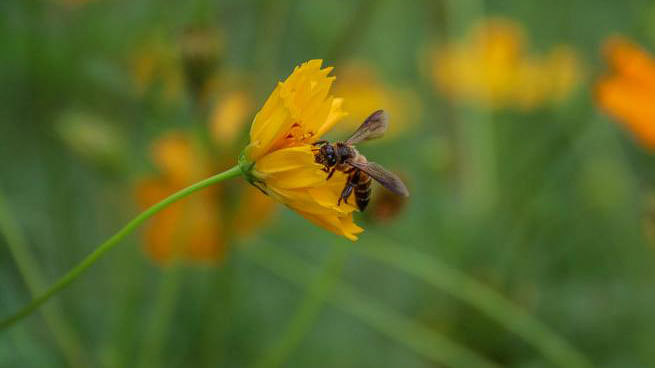 A honey bee collecting pollen and nectar from yellow cosmos flower. Photo Saddam Hossain
