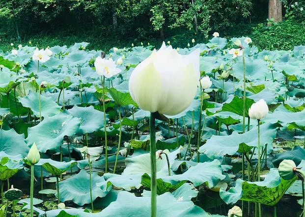 White lotus blooming lotus flowers on a water body in Chattogram`s Satkania on 27 June, 2019. Photo: Mamun Muhammad