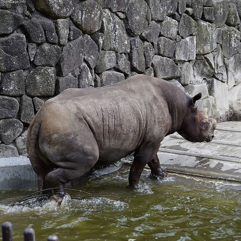 Eastern black rhinoceros. Photo: OpenCage.info