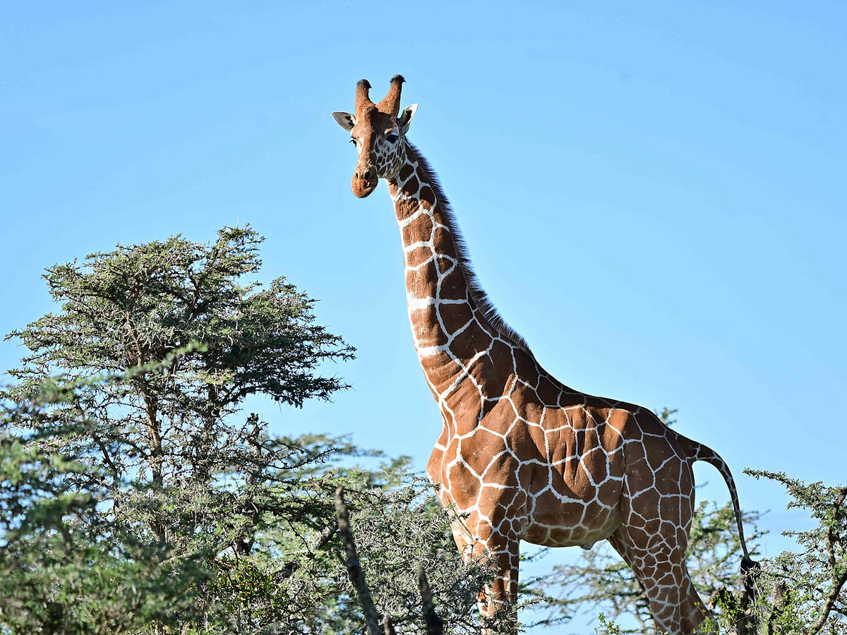 A picture taken on 28 May 2019 shows a male reticulated giraffe towering over scrub at Ol-Pejeta conservancy at Laikipia`s county headquarters, Nanyuki. Photo: AFP