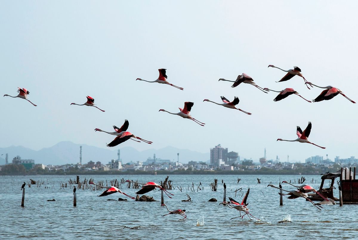 A flock of flamingos fly over Anasagar Lake in Ajmer in India`s western Rajasthan state on 1 July, 2019. Photo: AFP