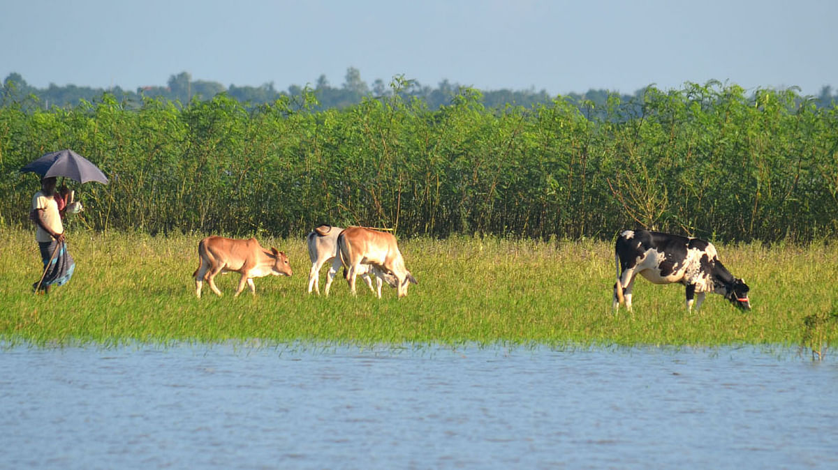 A farmer takes his cattle for grazing in Ishwardi of Pabna. Hassan Mahmud takes this photo on 2 July, 2019.