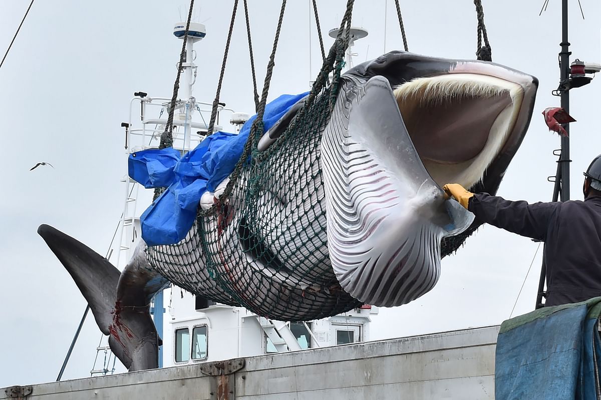 A captured minke whale is lifted by a crane into a truck bed at a port in Kushiro, Hokkaido Prefecture on 1 July 2019. Photo: AFP