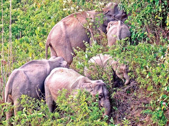 Emaciated wild elephants suffering from acute scarcity of food and water in Ukhiya and Teknaf. The photo was recently taken in Teknaf. Photo: Collected